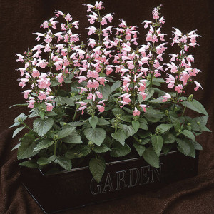 Salvia Summer Jewel...