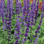 Salvia Victoria...