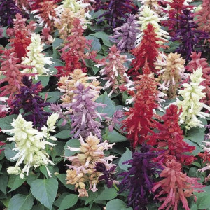 Salvia Vista...