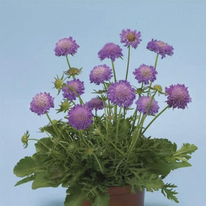 Scabiosa Note...