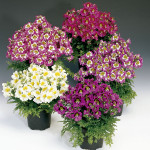 Schizanthus Atlantis...