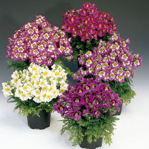 Schizanthus Atlantis...