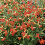 Silene Desert Glow...