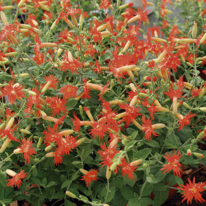 Silene Desert Glow...