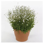 Silene Starry Dreams...