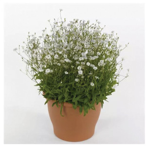 Silene Starry Dreams...