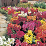 Snapdragon Palette F...