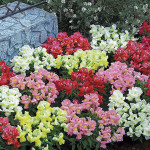 Snapdragon Statement...