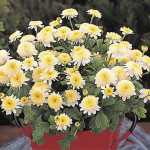 Tanacetum Carlos And...