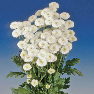 Tanacetum Virgo...