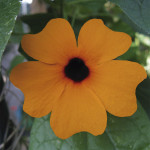 Thunbergia Alata...
