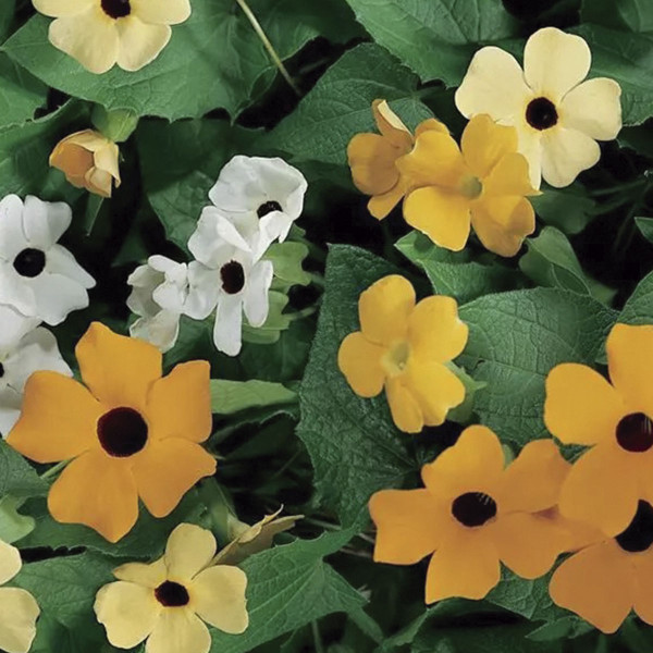 Thunbergia Susie