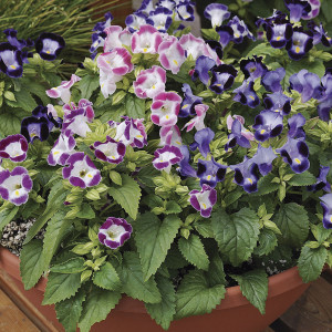 Torenia Duchess...