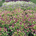 Torenia Little Kiss...