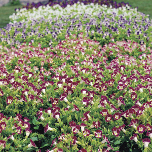 Torenia Little Kiss...