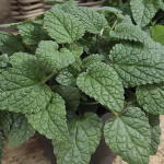 Toronjil Mandarina...