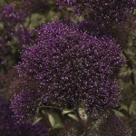 Trachelium Lake Fore...