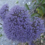 Trachelium Lake Loui...