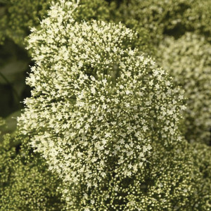 Trachelium Lake Mich...