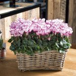 Tropi Super Serie Ve...