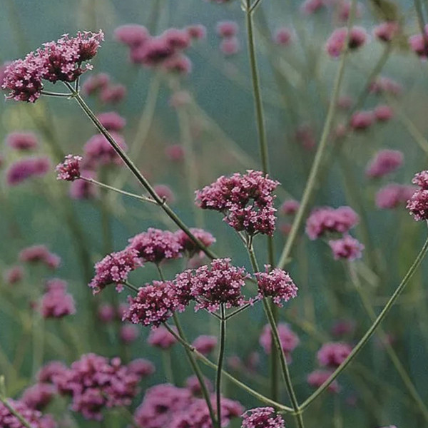 Verbena Buenos Aires