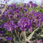 Verbena Dazzling Nig...
