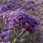 Verbena Purple Haze...