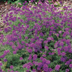 Verbena Imagination...