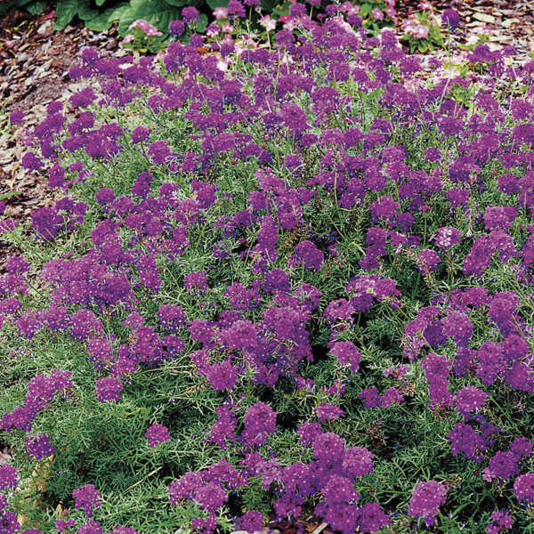 Verbena Imagination