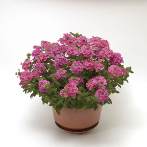 Verbena Obsession...