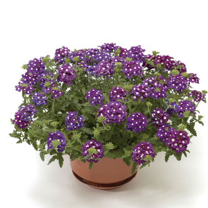 Verbena Obsession Ca...