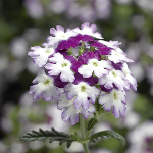 Verbena Obsession Tw...