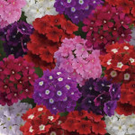 Verbena Quartz Xp...