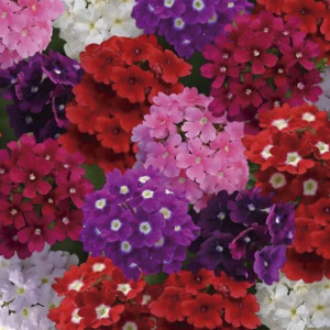 Verbena Quartz Xp...