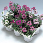 Verbena Serenity...