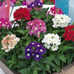 Verbena Tuscany...