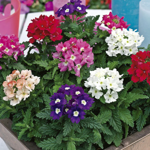 Verbena Tuscany...