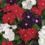 Vinca Jams ´N Jellie...