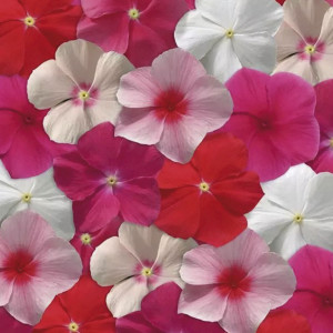 Vinca Colgante Medit...