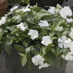 Vinca  Solar Avalanc...