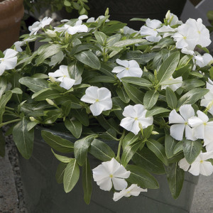 Vinca  Solar Avalanc...