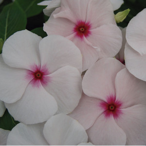 Vinca  Solar...