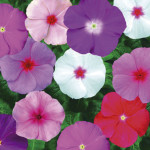 Vinca Sunstorm...