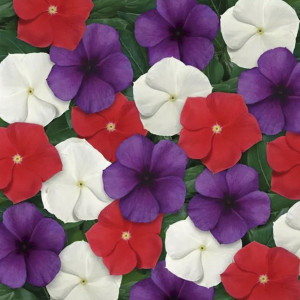 Vinca (Catharanthus ...