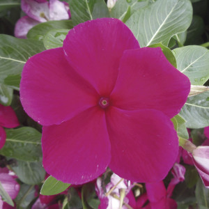 Vinca Virtuosa...
