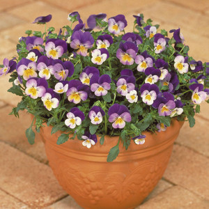 Viola Colgante Rebel...