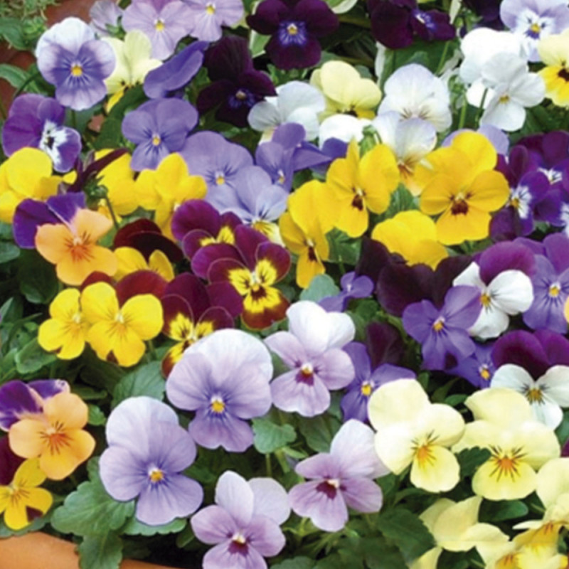 Viola Corina