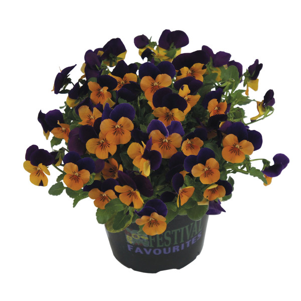 Viola Cornuta Admire