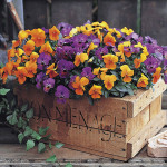 Viola Gem F1...