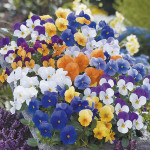 Viola Floral Power F...